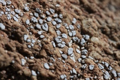 Psoraceae