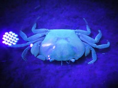 Austrothelphusa transversa