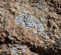 Psoraceae