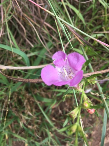 Agalinis heterophylla iNat (3)