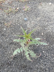 Eulobus californicus