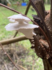 Oudemansiella australis