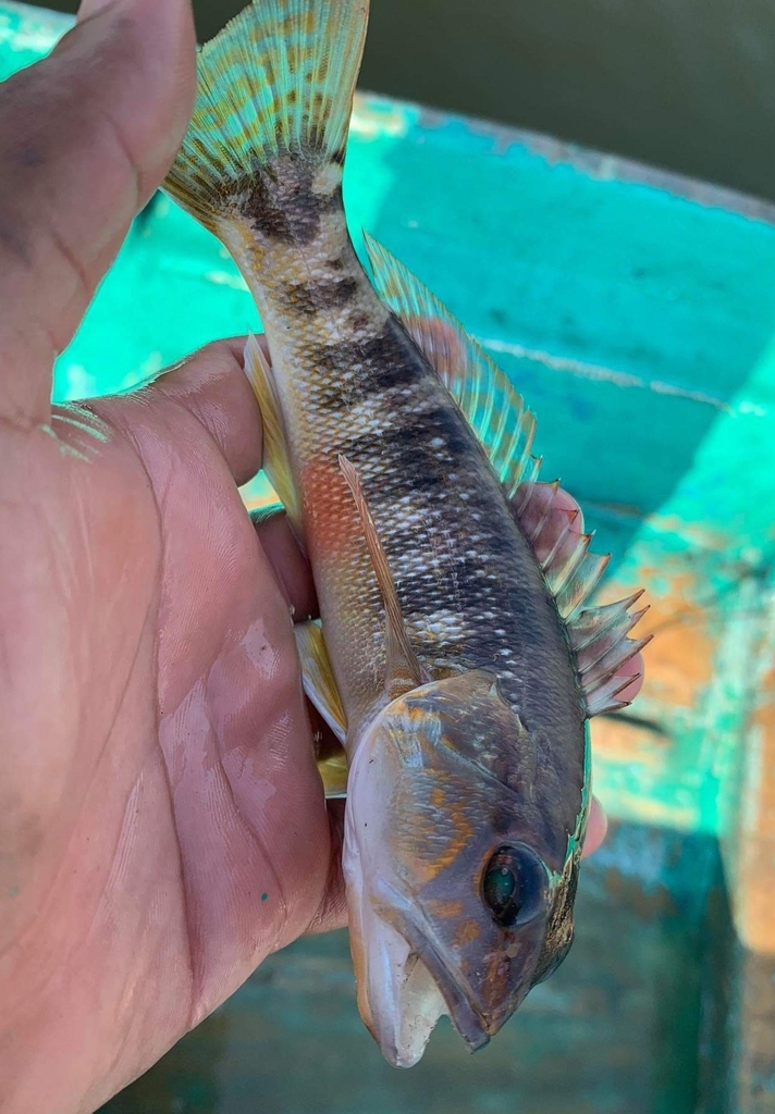 Bighead sand perch (Diplectrum euryplectrum) — Serranidae