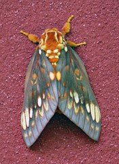 Citheronia bellavista