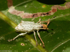 Platyomus
