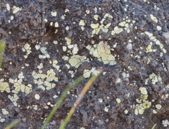 Psoraceae