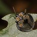Mesomphalia gibbosa - Photo 由 Arnold Wijker 所上傳的 (c) Arnold Wijker，保留部份權利CC BY-NC