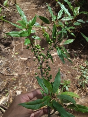 Litsea cubeba