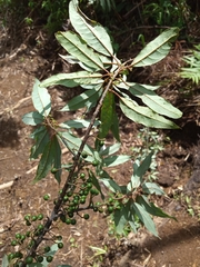 Litsea cubeba