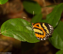Placidina euryanassa