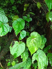 Begonia areolata