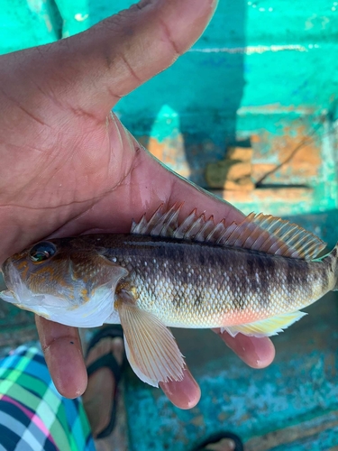 Bighead sand perch (Diplectrum euryplectrum) — Serranidae