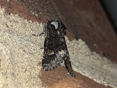 Psaphida thaxterianus