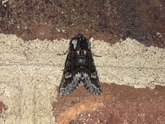 Psaphida thaxterianus