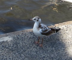 Chroicocephalus ridibundus