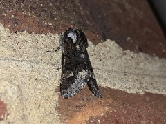 Psaphida thaxterianus