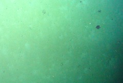 Graneledone boreopacifica