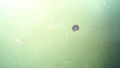 Graneledone boreopacifica