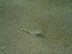 Nesogobius maccullochi