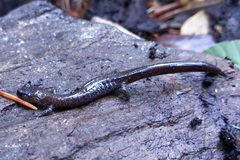 Plethodon stormi