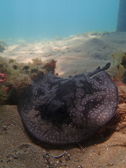 Sinclair's Stingaree photo 2