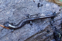 Plethodon stormi