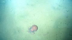 Graneledone boreopacifica