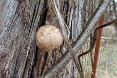 Striatoandricus aciculatus