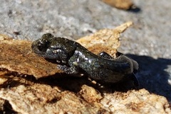 Aneides klamathensis