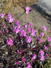 Rhododendron × hybridum