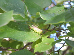 Orchelimum silvaticum