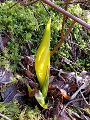 Lysichiton americanus