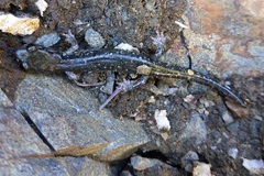 Aneides klamathensis