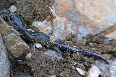 Aneides klamathensis