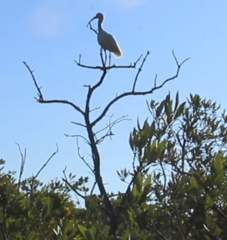 Eudocimus albus
