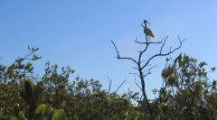 Eudocimus albus