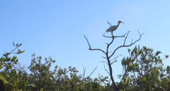 Eudocimus albus