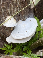 Oudemansiella australis