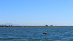 Aves