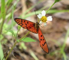 Acraea atolmis