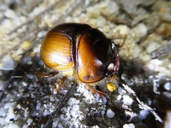 Blackburnium
