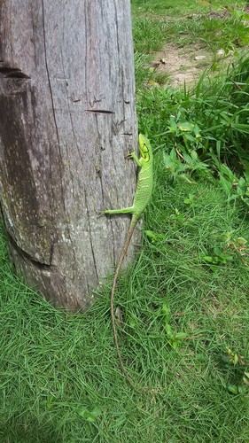 Boulenger's Bush Anole