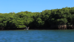 Pelecanus occidentalis