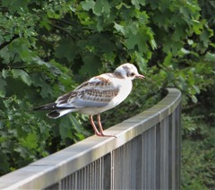 Chroicocephalus ridibundus