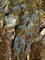 Fuscopannaria cyanolepra