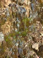 Fuscopannaria cyanolepra