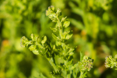 Lepidium strictum
