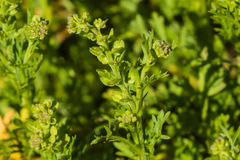 Lepidium strictum
