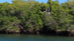 Pelecanus occidentalis