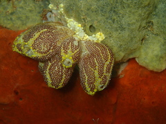 Botrylloides anceps